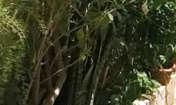 Imagem 3: Casa no VILA CARDIA em BAURU