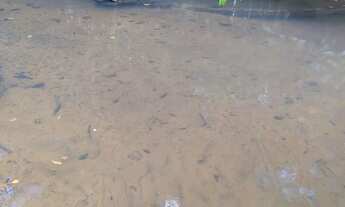 Imagem 5: Vende se chácara em bela vista de Goiás