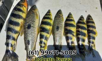 Imagem 3: Chácara 69mil Metros quadrados Padre Bernardo Formada