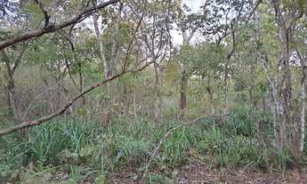 Imagem 5: FAZENDA À VENDDA EM ARAGUAINA - TO - 484 HECTARES (DUPLA APTIDÃO