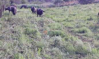 Imagem 8: Fazenda à venda, 120 alqueires por R$ 4.200.000 - Guará - Guarapuava/PR