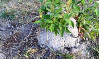 Imagem 5: Fazenda na região de Marianópolis/Divinópolis/Caseara/Abreulândia