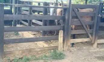 Imagem 2: Chácara para venda na Ponte Alta do Gama - DF