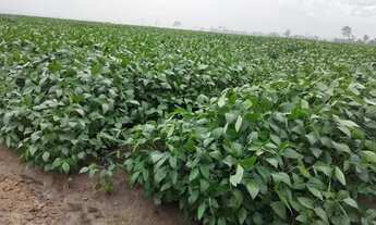 Imagem 2: FAZENDA A VENDA EM NOVA MONTE VERDE-MT!