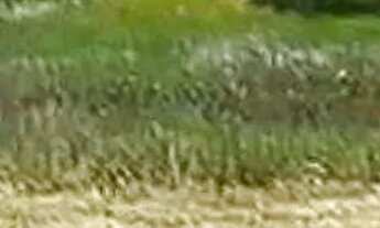 Imagem 5: Lote à venda em rua pública, CAUEIRA, Itaporanga dAjuda, SE