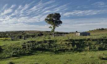 Imagem 6: Vendo 70 hectares de campo pecuária com área para pastagem ou lavoura