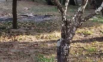 Imagem: Chácara no Cruzeiro em Sumaré-SP