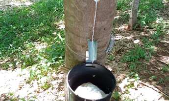 Imagem 2: Fazenda 66 alqueire seringueira Auriflama- top demais. 13.200.000