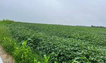 Imagem: Extraordinária Fazenda em Diamantino