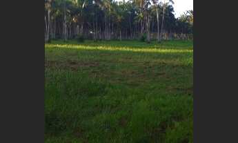 Imagem 7: Rancho com plantacao de Açaí.50 Ecktares.Santo Antônio do Tauá