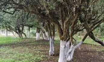 Imagem 2: Velleda oferece sítio na Águas Claras 4000m², com casa de alvenaria, muitas frutíferas