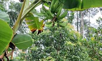 Imagem 4: Vendo terreno na BR 174 ZF 6