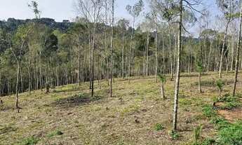Imagem 5: Chacara belas Áreas Roseira Colombo/ Campina Grande do Sul