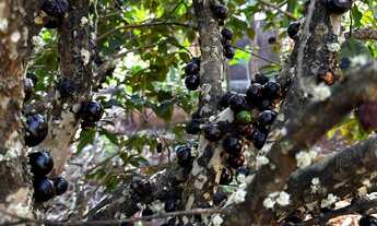 Imagem 5: Linda chácara com sede e pomar, próx ao asfalto! Incra 8