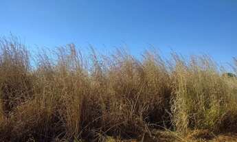 Imagem 7: Chácara Área GO/DF