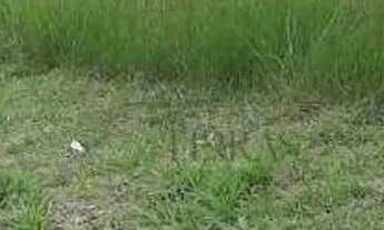 Imagem 5: Terreno à venda, 480 m² por R$ 215.000,00 - Parque Residencial Potiguara - Itu/SP