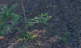 Imagem 7: Fazenda próximo a Montes Claros