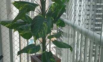 Imagem 4: Apartamento 3 quartos com uma suíte no Tatuapé