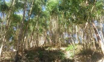 Imagem 7: DM- Excelente Terreno com Água em Abundância em Santa Teresa