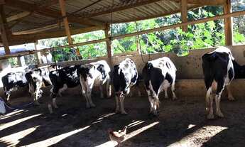 Imagem 2: COD:1542 Excelente sítio em Silvianópolis