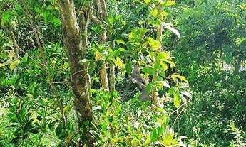 Imagem 7: Terreno à venda, 685 m² por R$ 470.000,00 - Praia da Ferrugem - Garopaba/SC