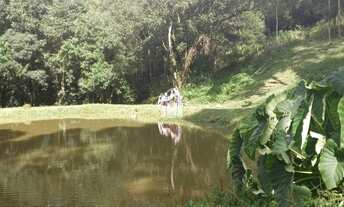 Imagem 7: CAMPO LARGO - Chácara - São Luiz do Purunã