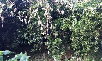 Imagem 2: Casa com 3 dormitórios à venda em Belo Horizonte