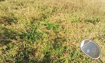 Imagem 2: Fazenda arrendamento pra GADO, 239 alqueires em Doverlândia Go. R$:350 mil por ano