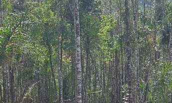 Imagem 4: Chacara belas Áreas Roseira Colombo/ Campina Grande do Sul