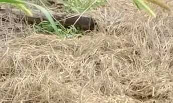 Imagem 6: Terreno à venda - ótima oportunidade