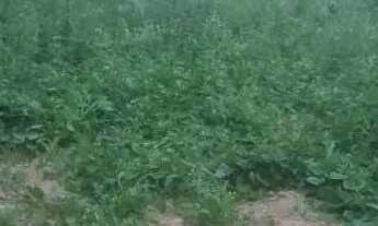 Imagem 3: Chácara são José dos pinhais