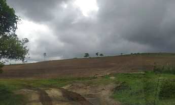 Imagem 2: Fazenda ,gado,plantio otimo investimeno.
