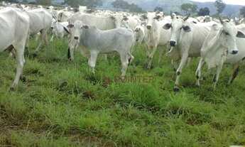 Imagem 6: Fazenda à venda, m² por R$ 110.000.000,00 - Zona Rural - Alvorada do Norte/GO