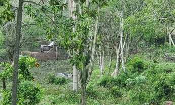 Imagem 7: Sítio de 4000m² com açude e bem arborizado em Águas Claras