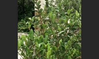 Imagem 3: TERRENO para venda tem 800 metros quadrados, quadra da Praia, Jardim Oceânico Barra da Tij