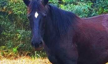 Imagem 2: Venha Conhecer Nosso Empreendimento de Ibiúna Estamos com Lotes Incríveis! HP