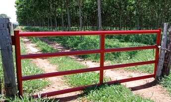 Imagem: Fazenda 66 alqueire seringueira Auriflama