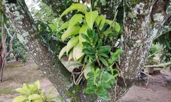 Imagem 6: Chácara com 9.450 metros em São Sebastião do Paraiso