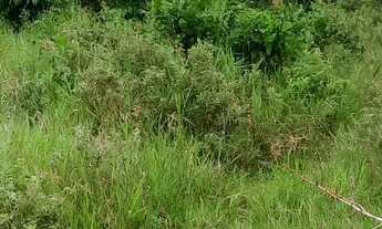 Imagem 4: Vendo fazenda em Nazaré das farinha