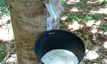 Imagem 3: Fazenda 66 alqueire seringueira Auriflama- top demais. 13.200.000