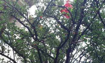 Imagem 7: Sobrado à venda Terreno , 258 m² - Santo Amaro - São Paulo/SP