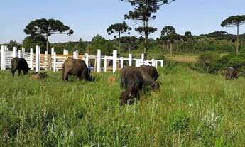 Imagem 14: Fazenda à venda, 120 alqueires por R$ 4.200.000 - Guará - Guarapuava/PR