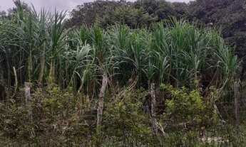 Imagem 7: Fazenda à venda em salvaterra com 1.000 hectares, documentada, Pará
