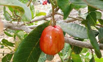 Imagem 4: Vende ou troca CHÁCARA NO JORRO