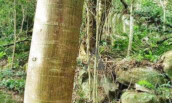 Imagem 4: Terreno à venda, 25426 m² por R$ 1.500.000,00 - Macacú - Garopaba/SC