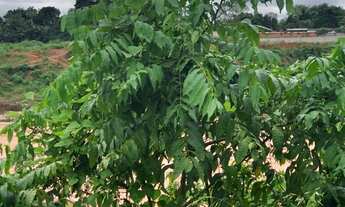 Imagem 5: Condomínio Araras - Lote 16 X 28 - Ponta Negra