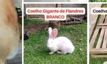 Imagem: Coelhos Gigantes de Flandres em Itaboraí