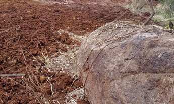 Imagem 6: Chácara em Santa Tereza do Oeste