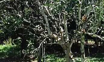 Imagem 5: Sítio no Rio pardo.Presidente Figueiredo