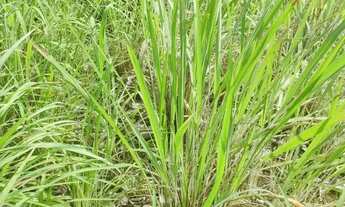 Imagem 7: Excelente Chácara de 8.9 Hectares em Vila Boa Goiás / Escriturada e Registrada